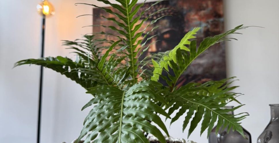 632688306_122161875494872467_88242901540113279_n